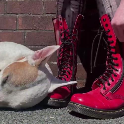 Helen Ascough's feet in red Doc Marten boots by Bull Terrier sleeping. 